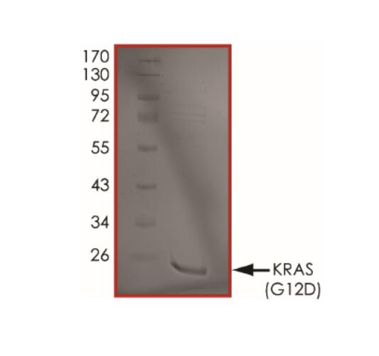 The purity of KRAS (G12D) was determined to be >85% by densitometry.